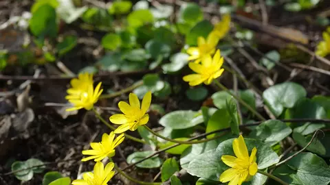 Plantele care îți ajută fierea să funcționeze după mesele copioase de Paște