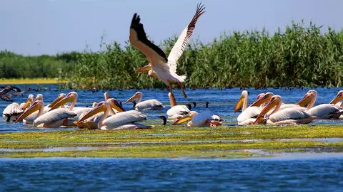 Descoperă perla sălbatică a Europei, Delta Dunării