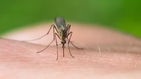 Cum să îți faci acasă o soluție naturală care te va proteja de țânțari toată vara