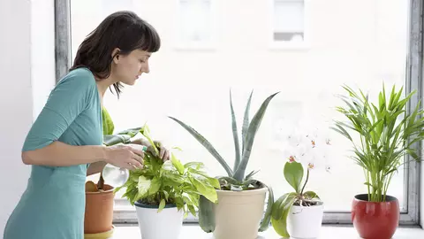 Cum să ai grijă de plantele tale atunci când pleci în concediu