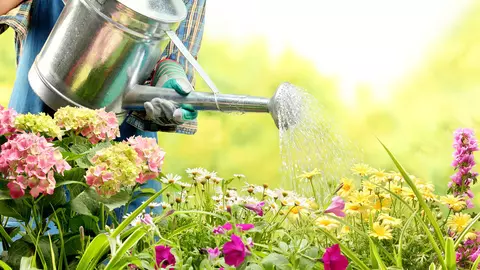 Flori perene pentru grădina ta. Iată ce poți planta