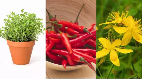 7 plante care te apară de rele. Ține-le mereu la tine în casă!