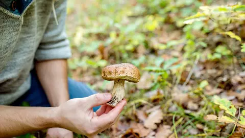 Cum arată ciupercile otrăvitoare. Imaginile care îți pot salva viața