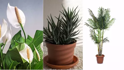Plantele care țin răceala și alergiile la distanță. Trebuie să le ai și tu în dormitor