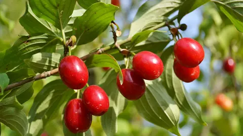 Tinctura de coarne, medicamentul natural care te scapă de ulcer