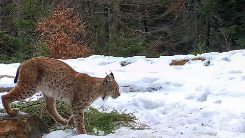 Imagini surprinzătoare în Parcul Național Piatra Craiului! Prima dată după 3 ani, și-a făcut apariția un râs