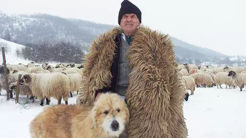 Moş Ştefan, ciobanul legendă vie, este angajat cu carte de muncă la 100 de ani