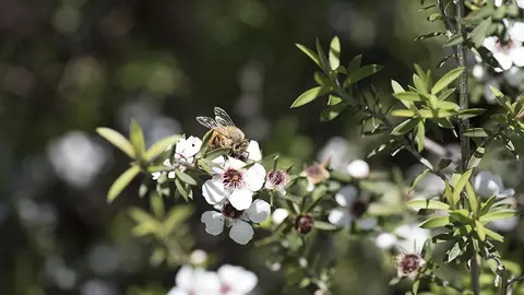 (P) Mierea de Manuka: ce este și la ce se folosește?