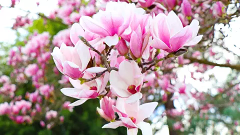 Cum amenajezi o grădină japoneză cu magnolii