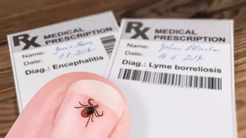 Ce este boala Lyme. Cauze, evoluție și tratament