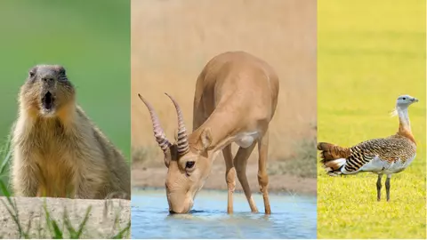 9 specii de animale care au dispărut din România