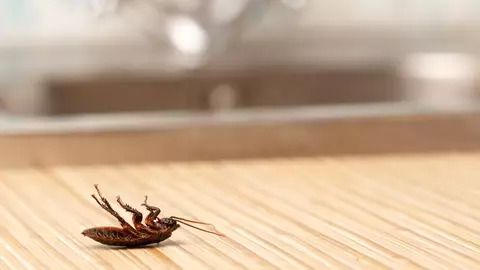 Plantele care țin gândacii departe de casa ta. Trebuie să le ai și tu!