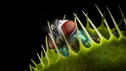 Plantele carnivore au moduri surprinzătoare de a-și prinde prada