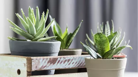 Planta pe care trebuie să o ai și tu în casă! Te va scăpa de multe neplăceri