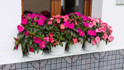 De ce e bine să ai planta "Sporul casei" în locuință