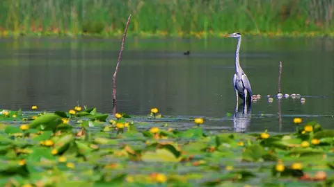 Spectacol de primăvară în Delta Dunării