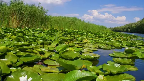 Delta Dunării, destinația preferată a turiștilor dornici de relaxare
