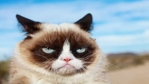 A murit Grumpy Cat, cea mai cunoscută pisică de pe Internet