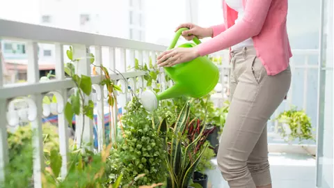 Nu mai uda plantele de apartament cu apă de la robinet! Iată de ce...