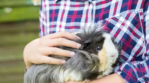 Cele mai frecvente boli ale porcuşorului de Guineea