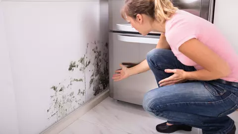 Mucegaiul casnic: efecte asupra sănătății și soluții pentru înlăturarea lui