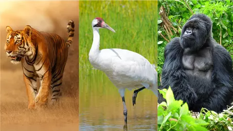 Ziua internațională a animalelor. Ce specii sunt pe cale de dispariție?
