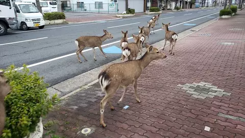 Exact ca-n filme: animalele au luat cu asalt orașele aflate în carantină