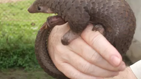 Ce este pangolinul, animalul care a transmis coronavirus la om