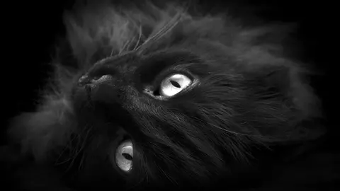 Pisicile negre pot să călătorească în astral şi să ia legătura cu lumea spiritelor