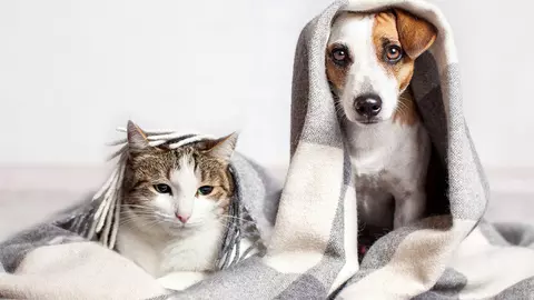 ATENȚIE, iubitori de animale: pisicile se pot infecta cu coronavirus CÂINII, NU!!!