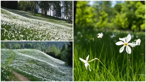 Poiana Narciselor, paradisul înflorat din inima României