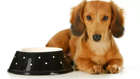 (P) Magazinele online, o alegere ideală pentru a achiziționa mâncare pentru animale