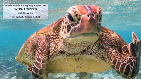 S-au decernat premiile pentru cele mai amuzante fotografii cu animale