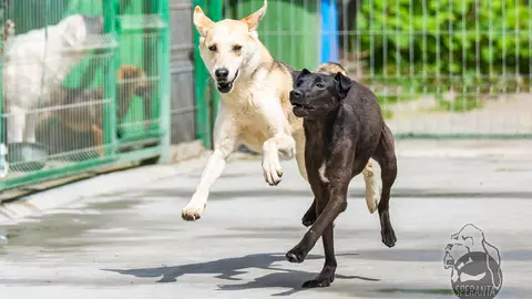 Fundația Speranța marchează Ziua Internațională a Animalelor inaugurând primul muzeu din România dedicat câinilor fără stăpân