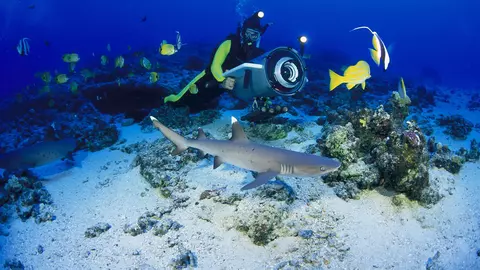 O nouă creatură marină se ascunde în ocean! Vezi cum arată în galeria foto