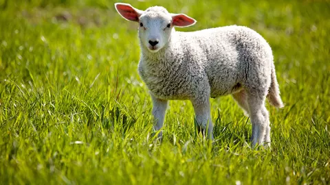 Cea mai bună carne de miel. Iată criteriile care te vor ajuta să alegi carnea potrivită