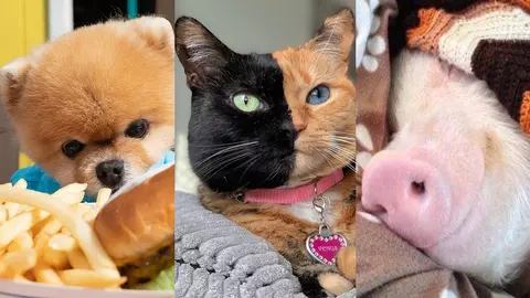 Animalele de companie care au cucerit Internetul
