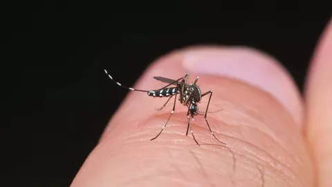 (P) Scapă de grija insectelor cu plase aluroller.ro