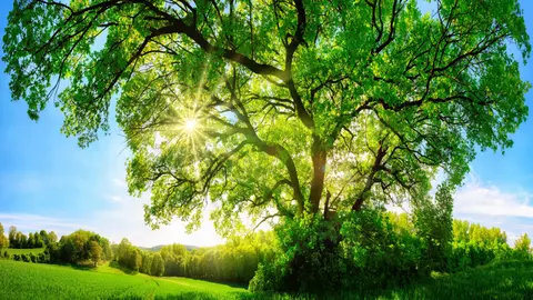 Arborele vieții - de ce să porți cu tine simbolul acestui element sacru