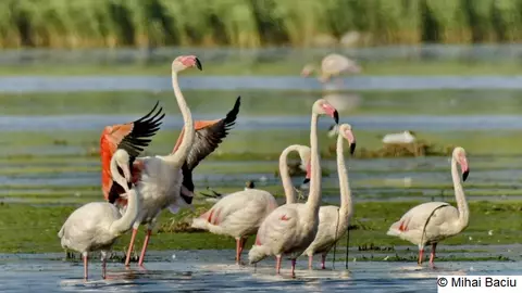Apariție fascinantă în Dobrogea. Păsările flamingo și-ar putea face cuiburi aici