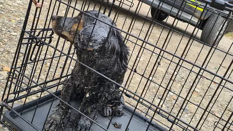 Câine aruncat în smoală și păcură, salvat în ultima clipă. VIDEO șocant