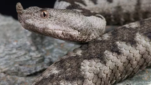 Atenție! A fost văzută și fotografiată vipera cu corn, un șarpe extrem de veninos