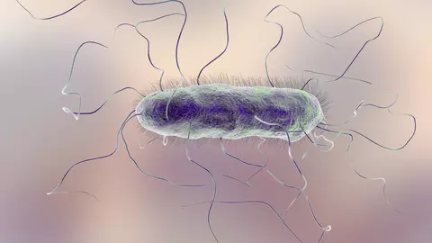 Ce este Proteus Mirabilis, bacteria greu de vindecat