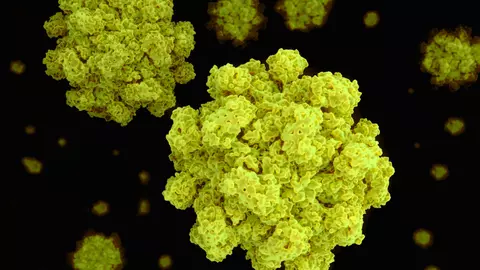 Un nou virus asemănător cu Covid-19 a fost descoperit la un liliac. Ridică temeri că ar putea infecta oamenii