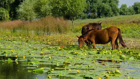 Escapadă gourmet în Delta Dunării