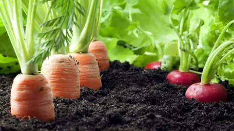 Este sau nu este avantajos să îți cultivi propriile fructe și legume