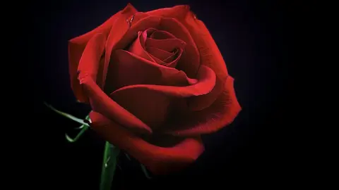 Alege trandafirul criogenat potrivit persoanei dragi!