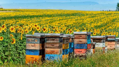 Cum poți proteja mediul în câțiva pași simpli. Cât de important este să cumperi miere naturală locală?