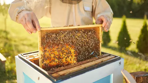 Polen, lăptișor de matcă, propolis și faguri cu miere – ce beneficii au și cum se folosesc aceste produse apicole