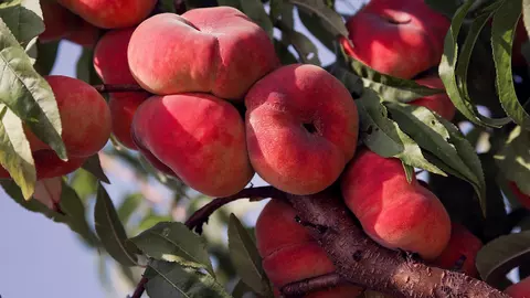 Dieta cu piersici. Așa poți slăbi trei kilograme în doar trei zile